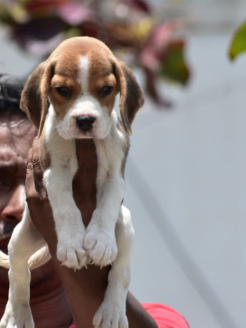 Order Female Beagle Puppy from Chennai